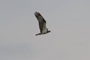 Bibione_7D_2012-04-08_0888
